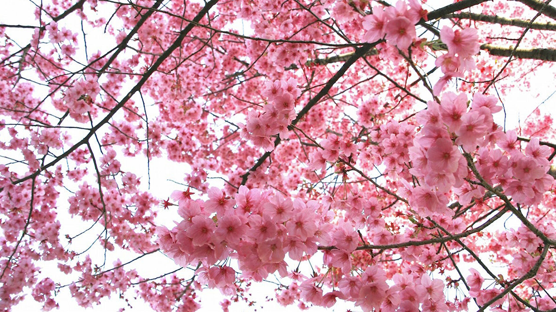 Sakura на русском. Бирюлёвский дендропарк Сакура. Сакура в дендропарке. Сакура в Бирюлево. Сакура плодоносит.