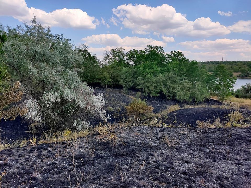 Фото животных после пожара в лесу