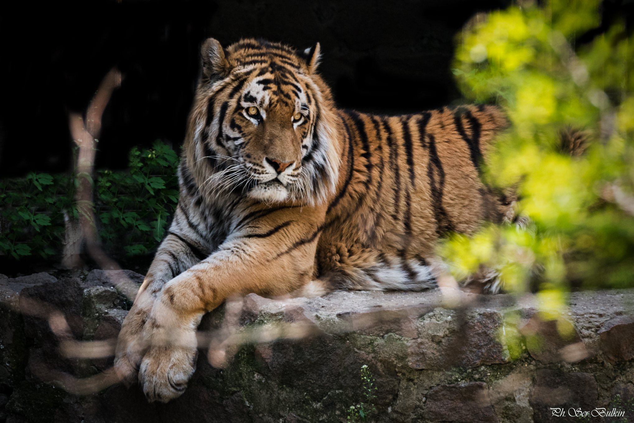 Хвост тигра фото