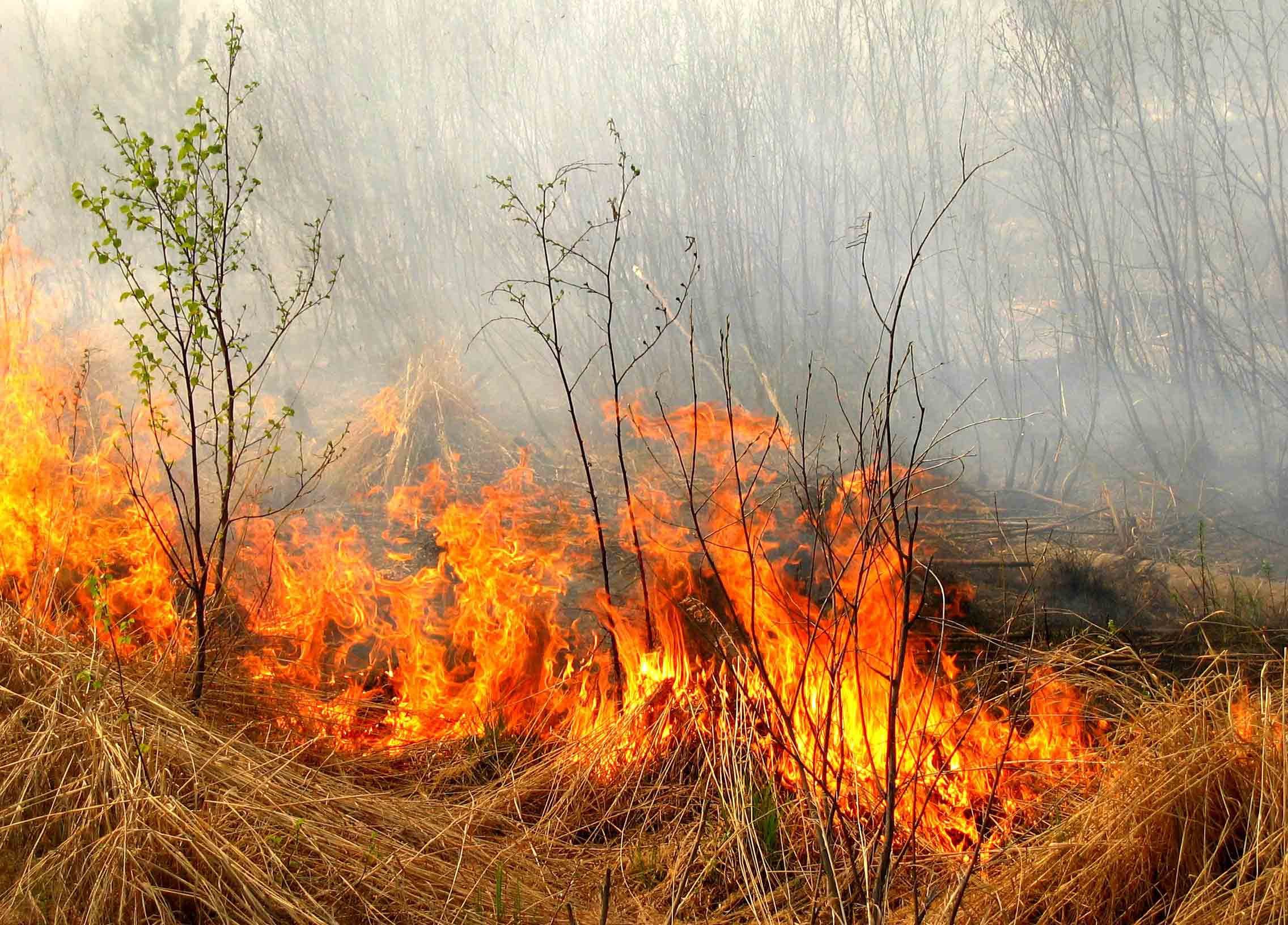 Зарастание пожарища. Пожар на природе. Лесные пожары. Лесные травяные пожары. Пожар в осеннем лесу.