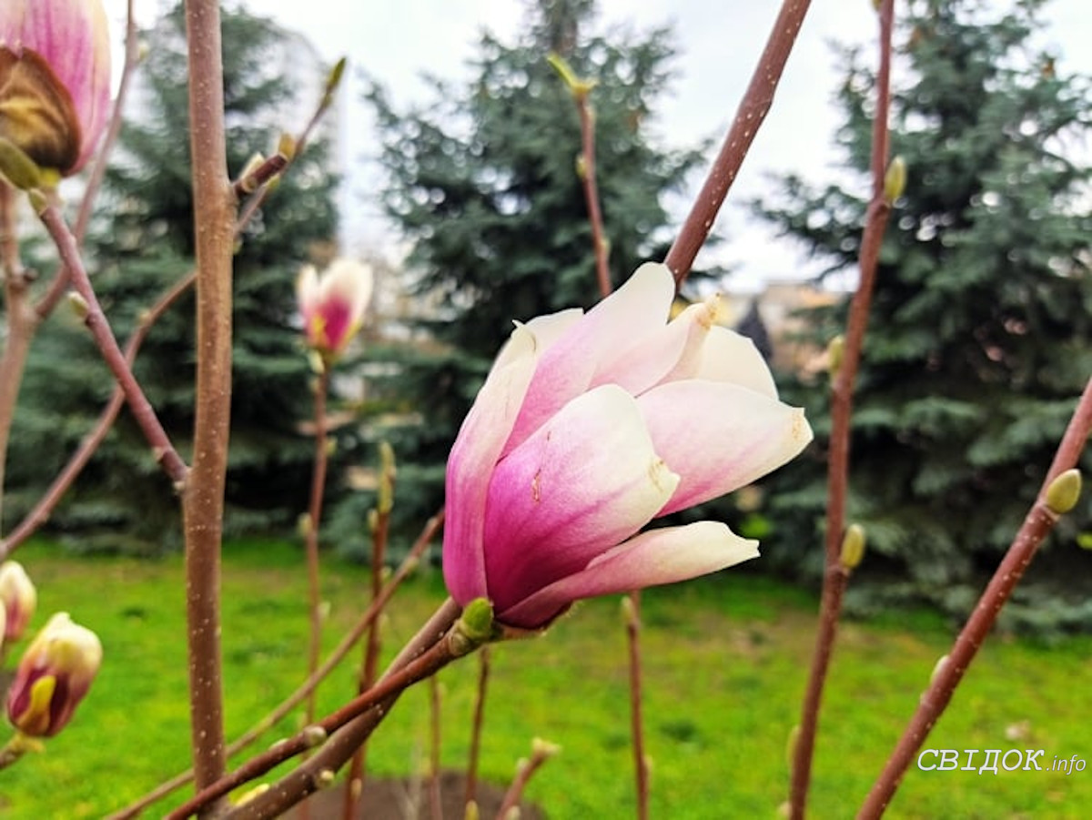 Магнолия дерево листья фото