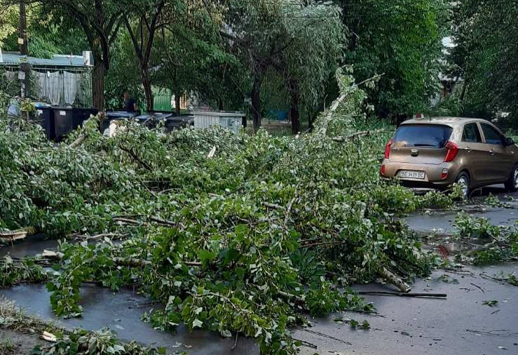 Фото поваленных деревьев в лесу