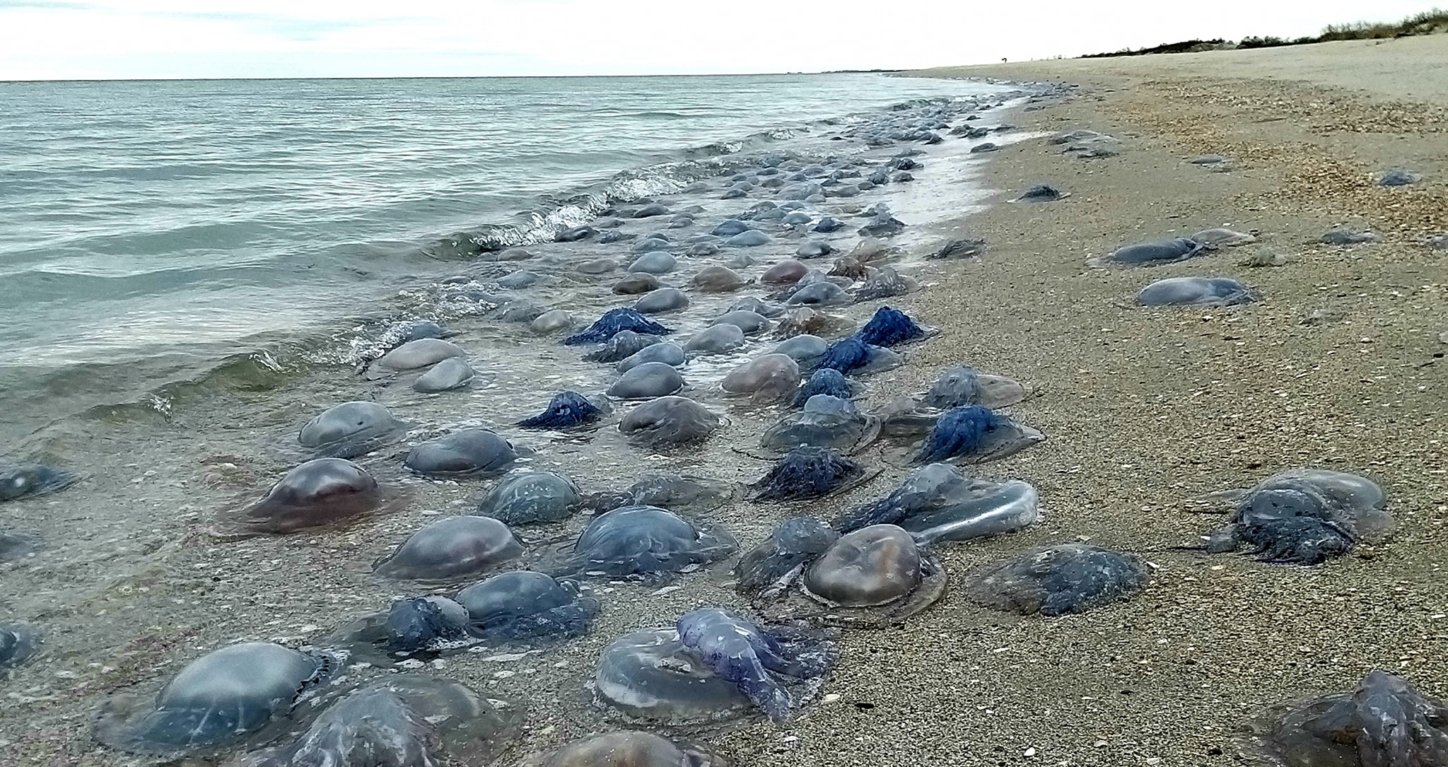 Азовское море балтийское море. Медуза корнерот в Азовском море. Медузы черного моря. Черное море Джубга медузы. Медуза корнерот в черном море.