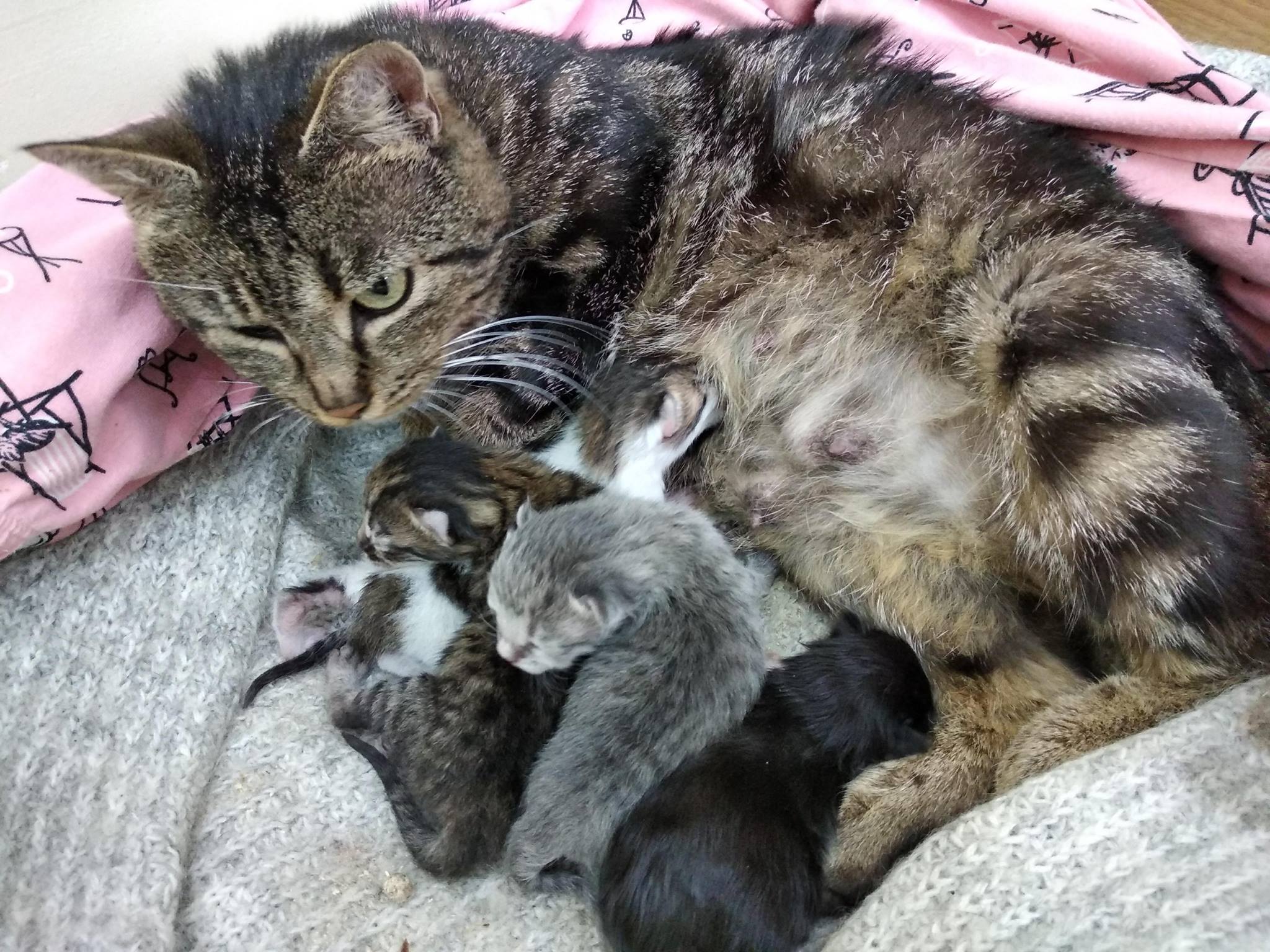 Рождающие котята. Котята с мамой. Кошка с новорожденными котятами.