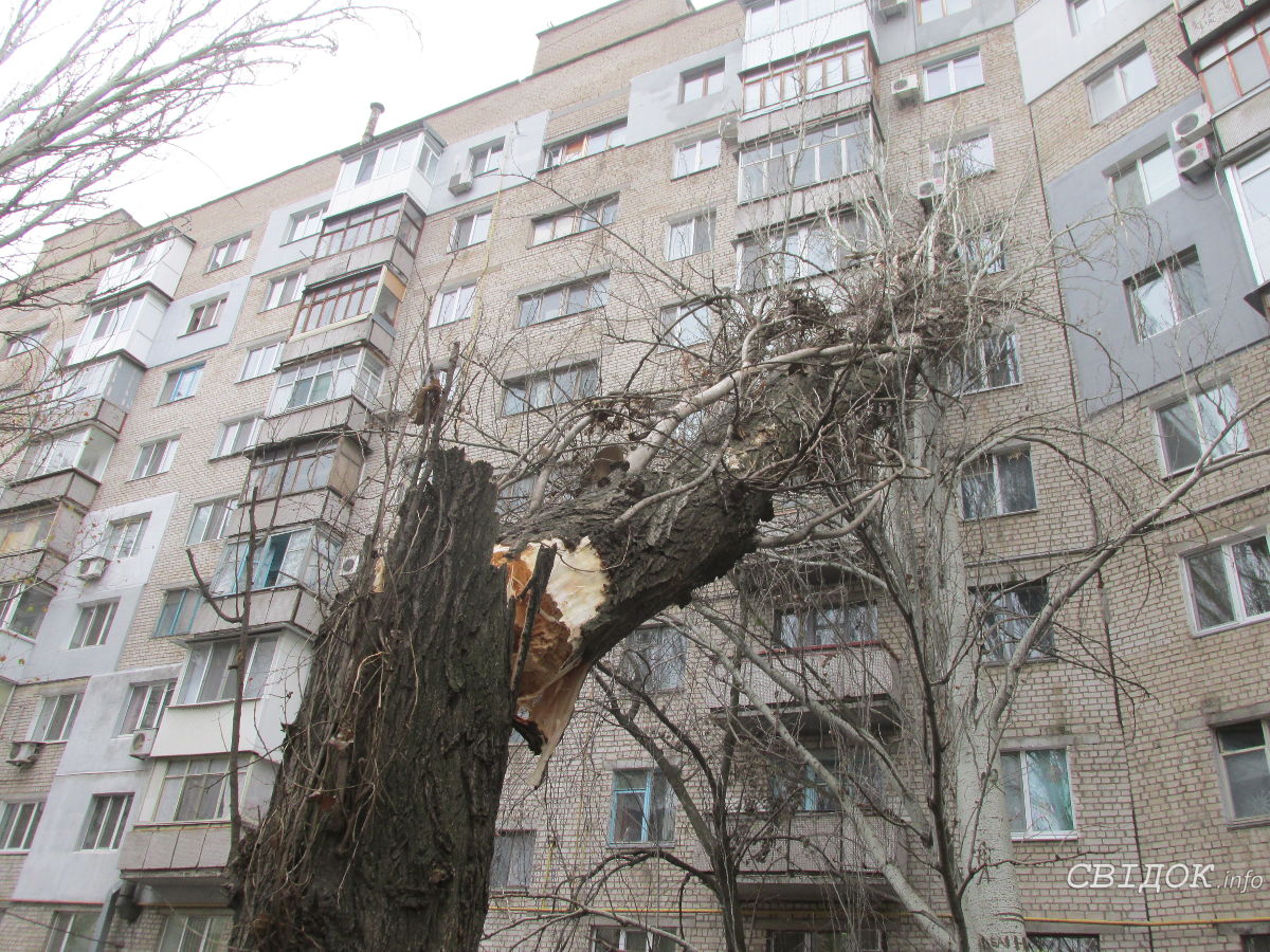 В Николаеве огромный тополь упал прямо на высокоэтажный дом: жильцы  неоднократно просили его срубить | СВІДОК.info