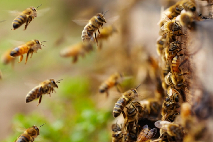 Ученые республики научились считывать геном башкирской пчелы. Что это дает?