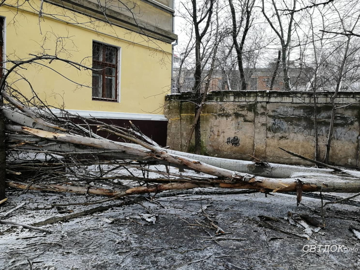 В Николаеве рухнуло еще два дерева: одно — на дом, второе — на магазин  «Секонд-хенд» | СВІДОК.info