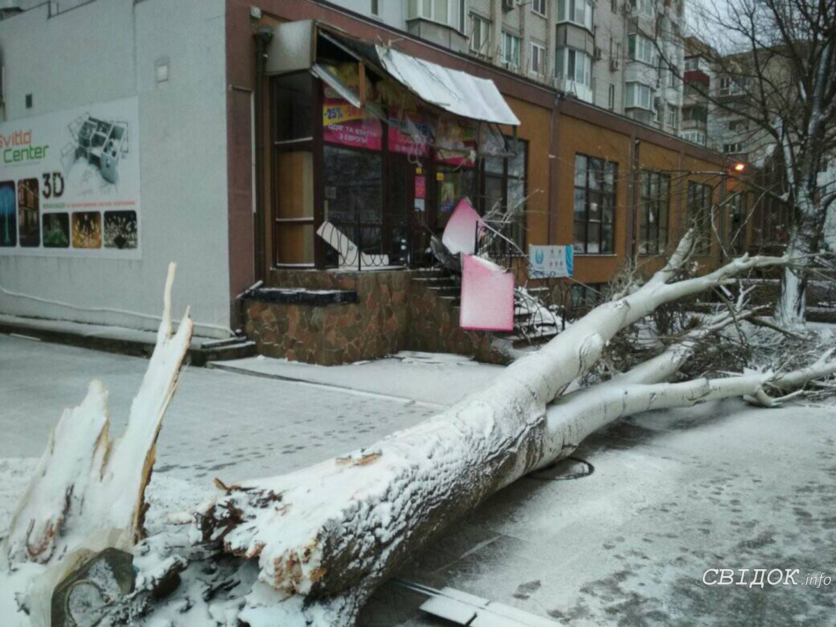 В Николаеве рухнуло еще два дерева: одно — на дом, второе — на магазин  «Секонд-хенд» | СВІДОК.info