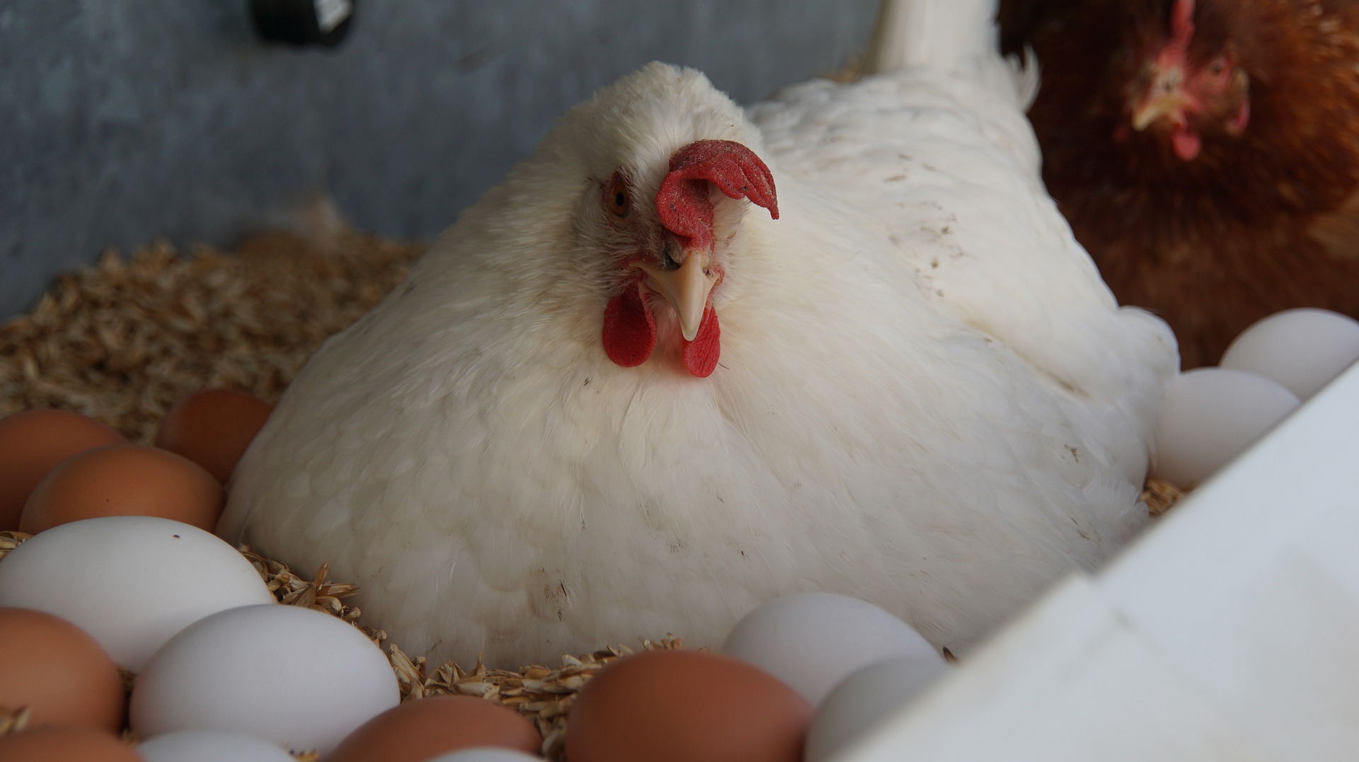 Кура несушка видео. Курица с яйцами. Белые несушки яичные. Курочки несушки с яйцами. Белая курица.