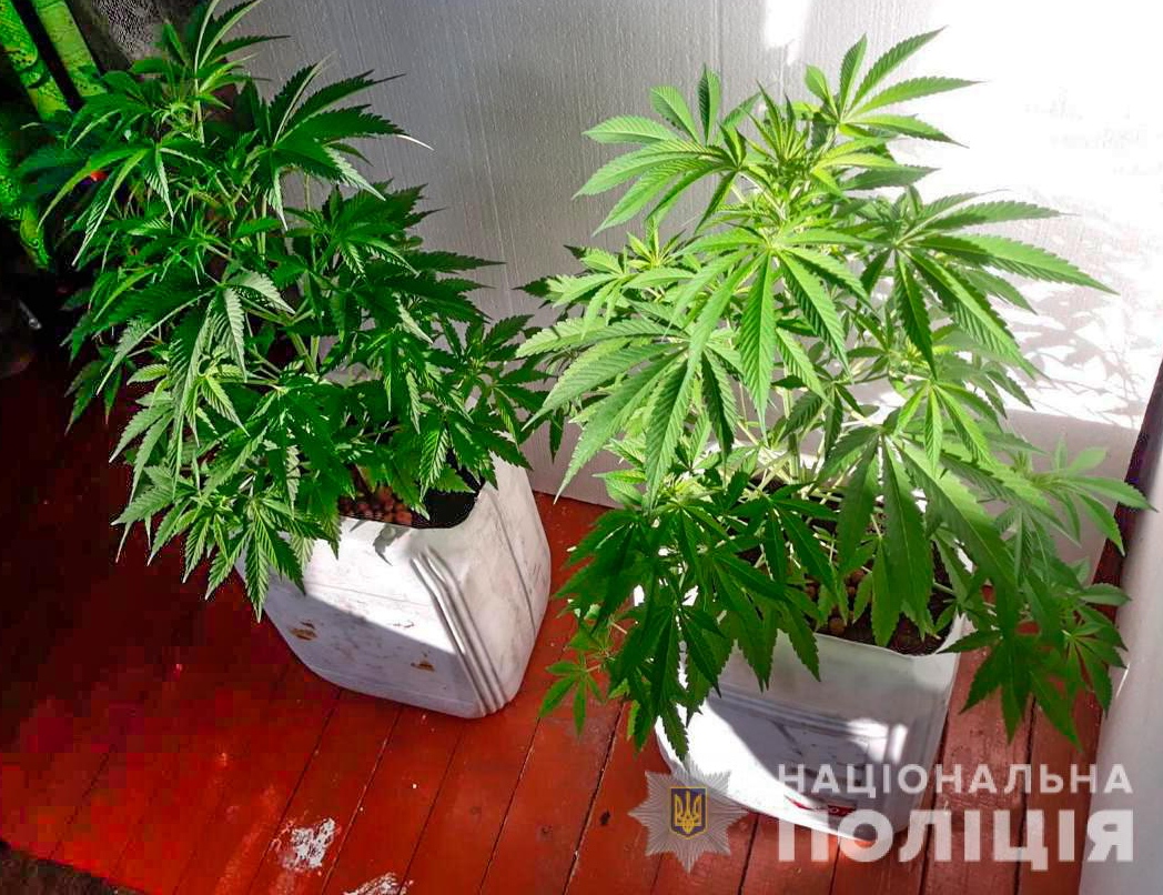 Марихуана на подоконники вырастить марихуану в домашних