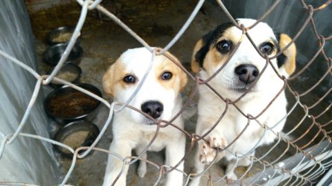 В Вознесенске построили приют для бродячих собак в надежде сократить их популяцию