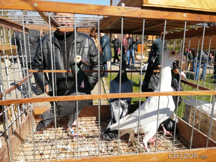 Выставка-ярмарка голубей, г.Николаев, 30.03.2019г.