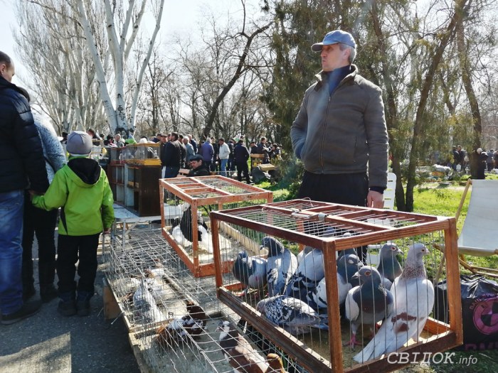 Выставка-ярмарка голубей, г.Николаев, 30.03.2019г.